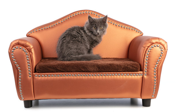 缅因猫在小沙发上图片下载