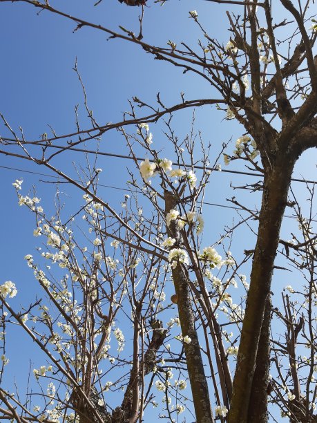 春天的颜色图片下载
