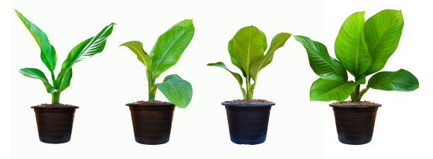 一套白底黑色花盆中的白花花为设计元素图片下载