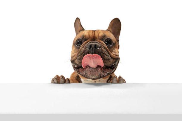 年轻的棕色法国斗牛犬播放孤立的白色演播室背景图片下载