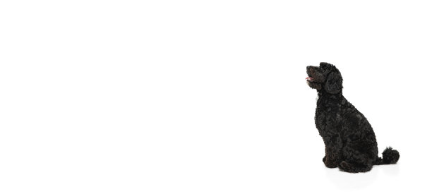 年轻的黑色拉布拉多犬播放孤立的白色演播室背景图片下载