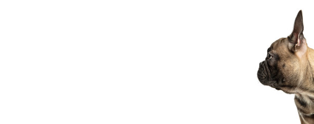 年轻的棕色法国斗牛犬播放孤立的白色演播室背景图片下载