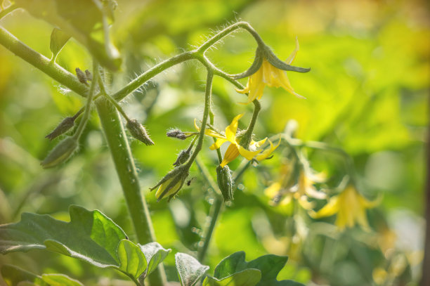 温室里盛开的蔬菜幼苗的黄色鲜花。有机食品种植与农业领域图片下载