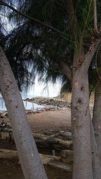 松树林间风景优美，俯瞰大海图片下载