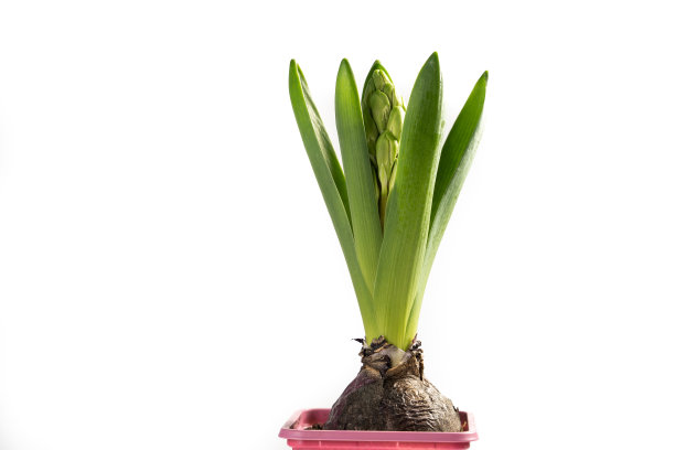 风信子植物盆栽与芽孤立在白色背景图片下载