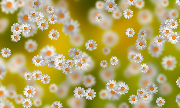 春夏装的概念。洋甘菊花图案背景。花图案设计，墙纸，织物。三维演示图片下载
