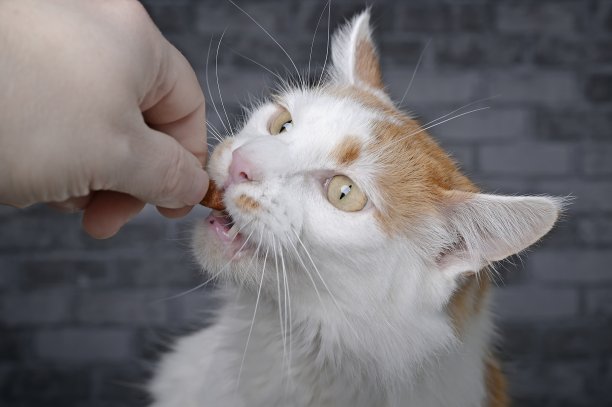 有趣的虎斑猫吃喜爱的美味来自主人的手。图片下载