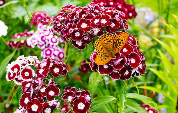 盛开的土耳其康乃馨，花序上有一只蝴蝶。图片下载