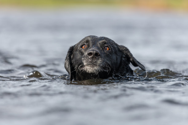 黑色拉布拉多图片下载