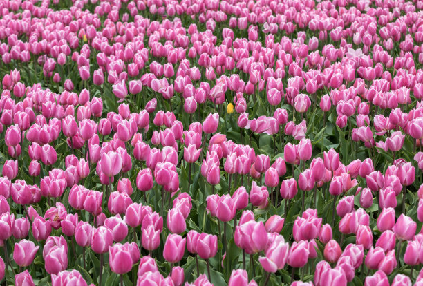 荷兰博伦斯特里克的粉色郁金香田图片下载