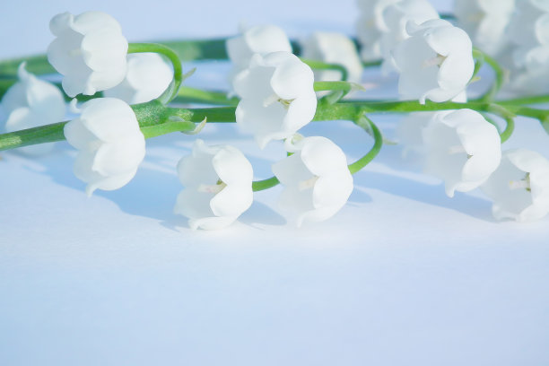 铃兰。春天的花。图片下载