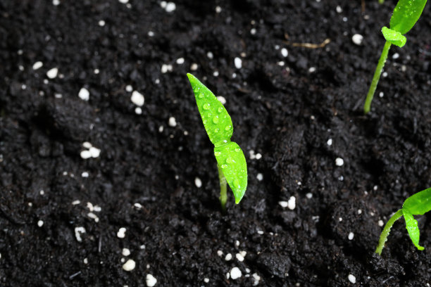 宏观特写孤立发芽的湿的年轻绿色辣椒植物与水滴在棕色生长的土壤图片下载