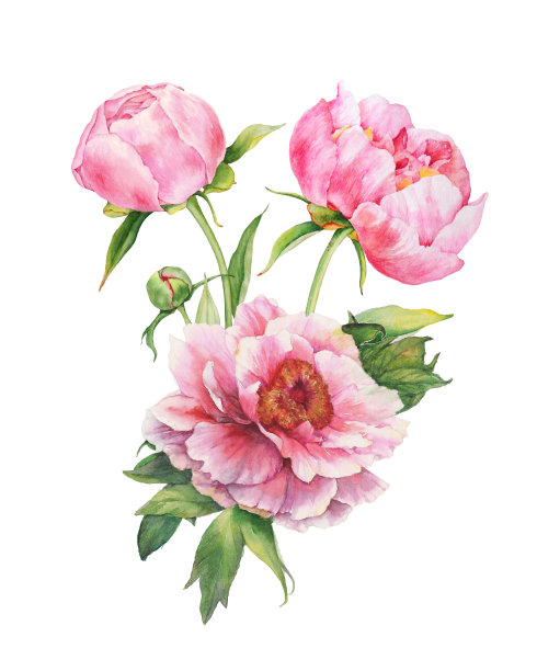 一束粉红色的牡丹图片下载