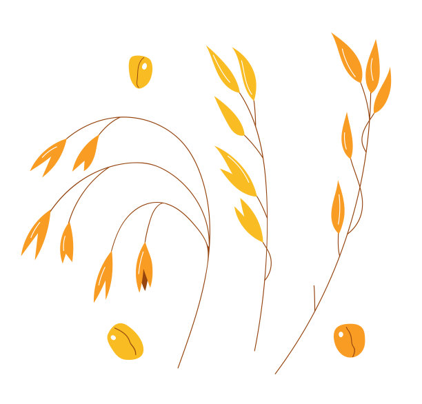 手绘燕麦套、燕麦片、燕麦粒。股票矢量孤立在白色背景。健康食品的设计。图片下载