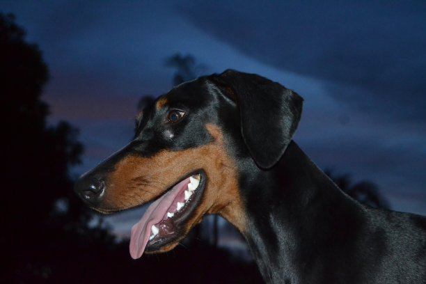 杜宾犬的头在晚上图片下载