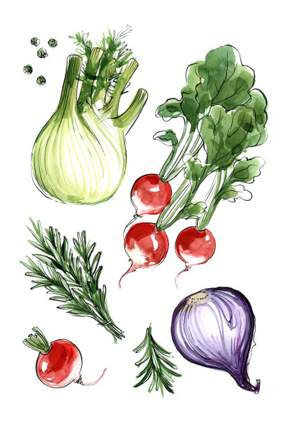 茴香、萝卜、迷迭香、红洋葱。用水彩画在白色背景上的蔬菜。丰富多彩的食物计数。图片下载