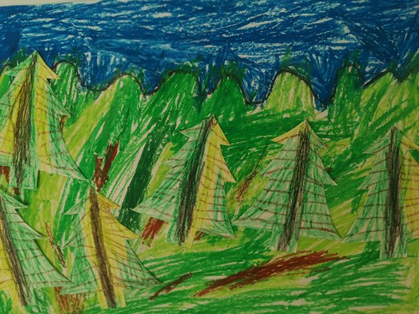 冷杉林的图画图片下载