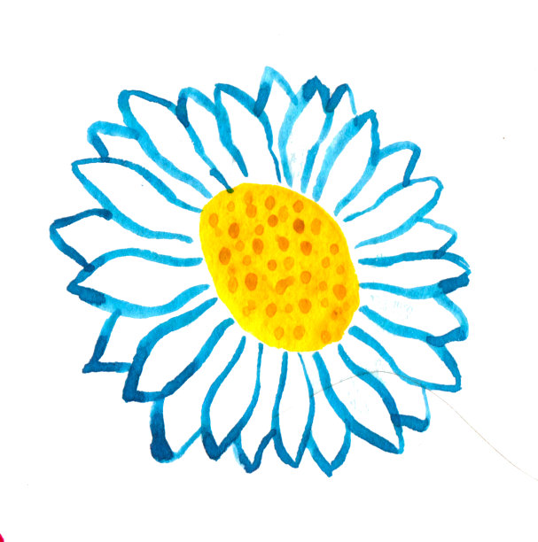水彩画的洋甘菊与蓝色和白色的花瓣和黄色的中心点。该元素是孤立的，在白色背景上。图片下载