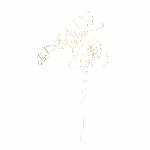 小苍兰属植物的花。野春孤野花。金刻墨艺术。孤立的小苍兰插图元素。图片下载