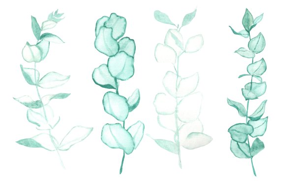 四根桉树的小枝在不同的位置呈翠绿色图片下载