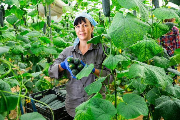 男人和女人在温室里收割庄稼;图片下载