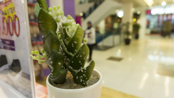 仙人掌在一个模糊的背景图片下载