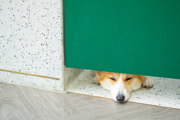 威尔士矮脚狗图片下载