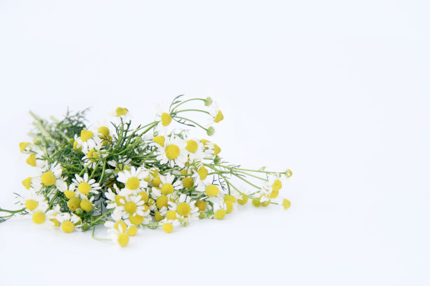 盛开的洋甘菊花孤立在白色背景上。图片下载