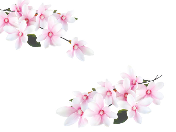 美丽的盛开的粉红色玉兰花孤立在白色的背景。图片下载