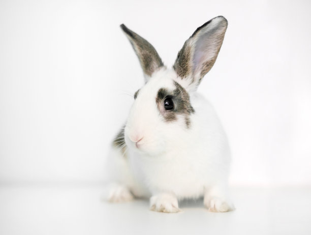 有棕色斑纹的白色家兔图片下载
