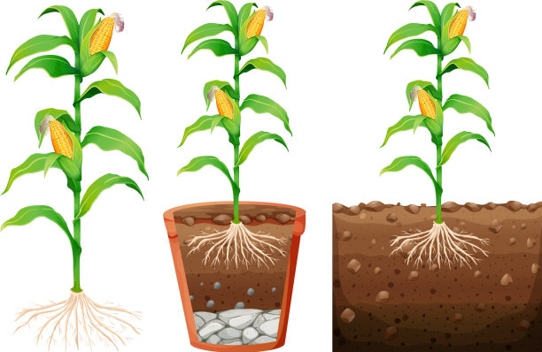 使玉米植株的根孤立在白色上图片下载