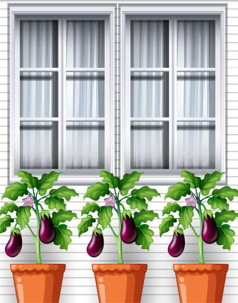 窗户上的花盆里有三株茄子图片下载