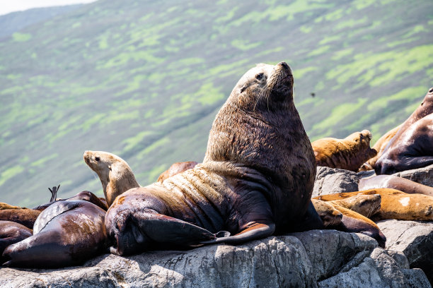 大胖海象的侧面在岩石户外的背景图片下载