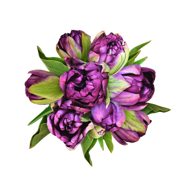 紫色的牡丹花，郁金香在一个节日的圆形花束孤立的白色图片下载