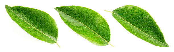 梨叶孤立。白色背景上一片绿色的梨叶。水果的叶子。收集叶子。全景深。图片下载