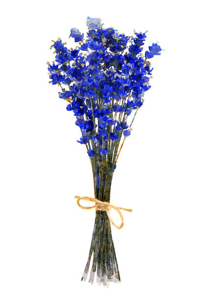 干薰衣草花束图片下载