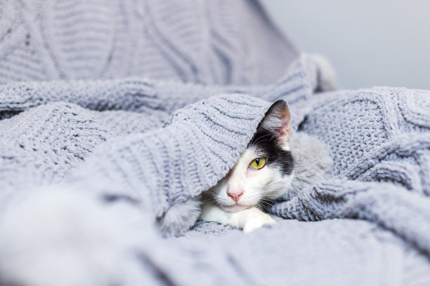 黑白猫正躲在家里一条暖和的蓝灰色针织毯子下图片下载