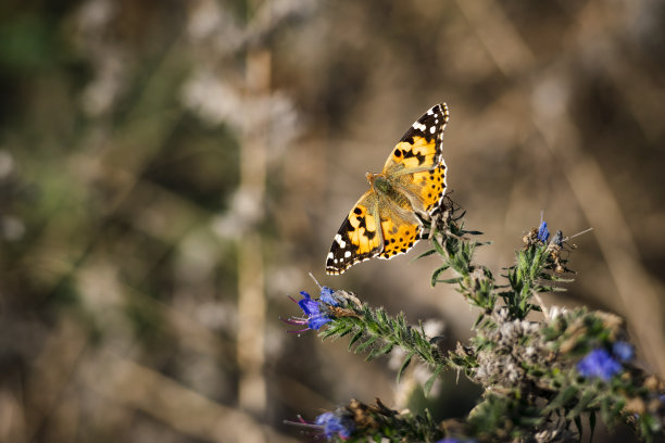 美丽的小野地，紫色的花和蝴蝶图片下载