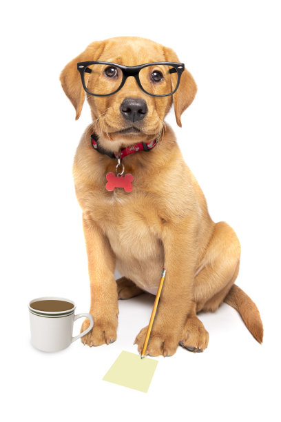 红色的狐狸拉布拉多小狗打扮成办公室职员图片下载