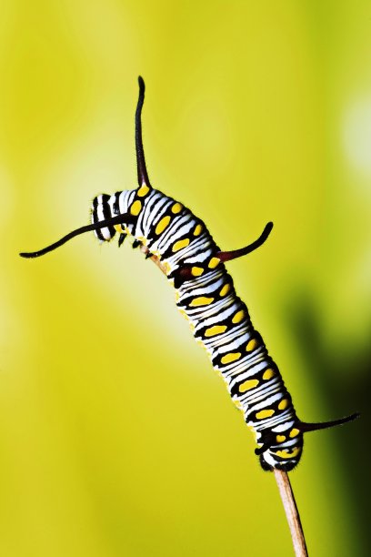 毛虫在树枝上爬。图片下载