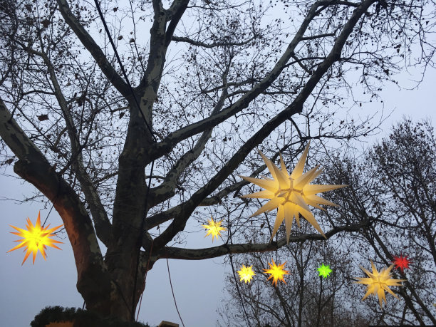 晚会星星挂在树上图片下载