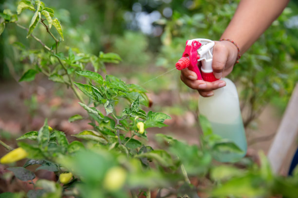 一位不知名的亚洲农民向青椒喷洒肥料图片下载