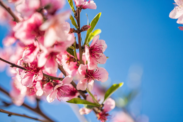 蓝天背景上的桃花图片下载