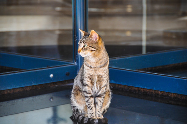 悲伤的猫坐在图片下载