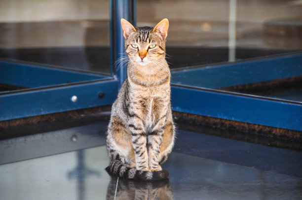 悲伤的猫坐在图片下载