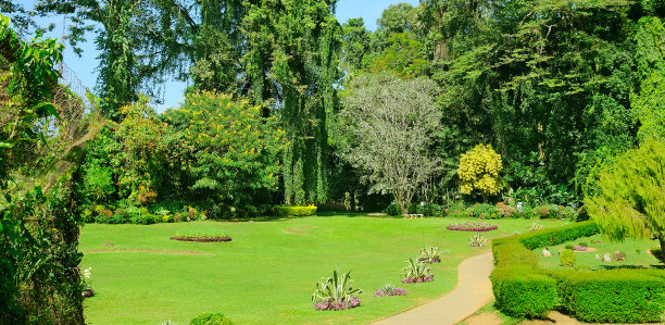 美丽的热带花园，棕榈树，树篱和绿色的草坪。宽的照片。图片下载