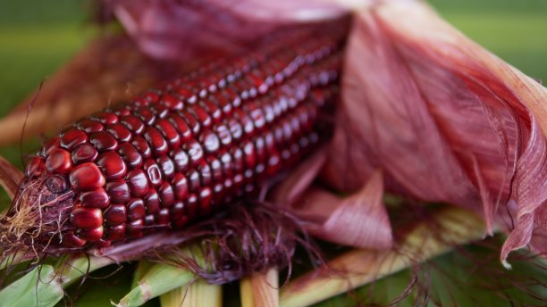 紫色的甜玉米图片下载