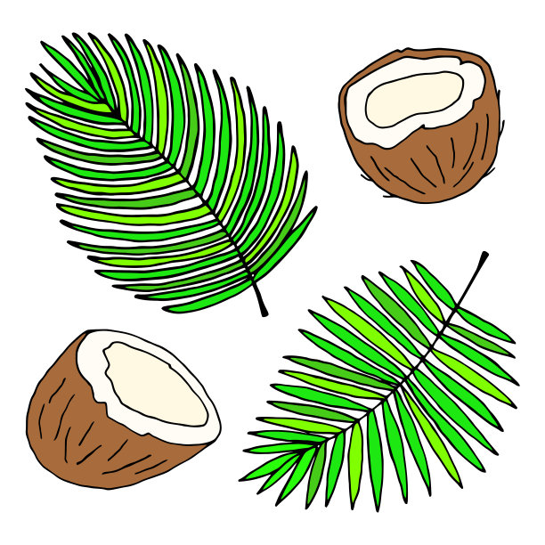 矢量绘图与椰子片和棕榈叶在白色的背景。图片下载