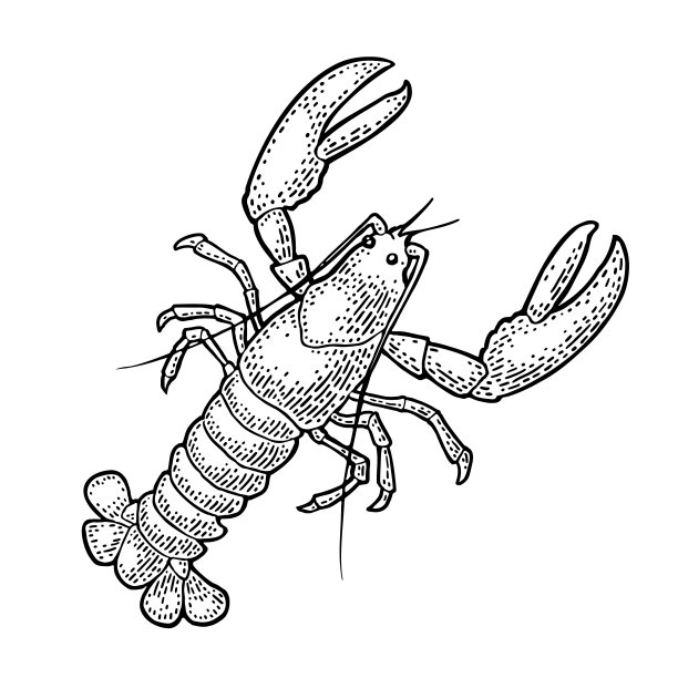 龙虾孤立在白色背景。矢量彩色复古版画图片下载