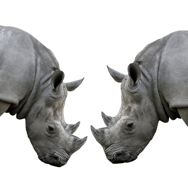 犀牛大战犀牛大战两头犀牛图片下载